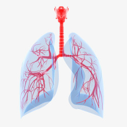 肺健康彩色肺器官卡通插画高清图片