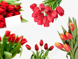 红色郁金香花束集合素材