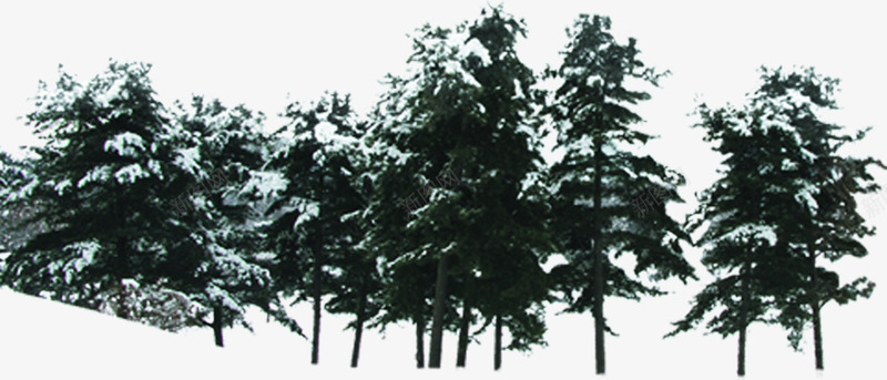 冬季森林风景树木png免抠素材_新图网 https://ixintu.com 冬季 树木 森林 风景