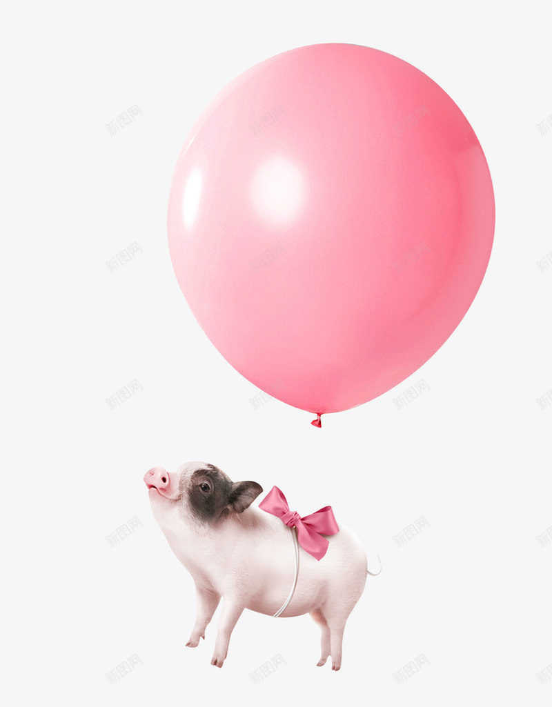 猪年可爱粉色气球的猪海报装饰png_新图网 https://ixintu.com 2019猪年 可爱猪 可爱粉色气球的猪 大肥猪 新年 猪年 猪年海报装饰