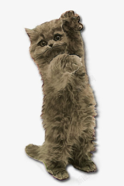 家养猫可爱小猫高清图片