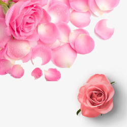 春季粉色玫瑰花装饰素材