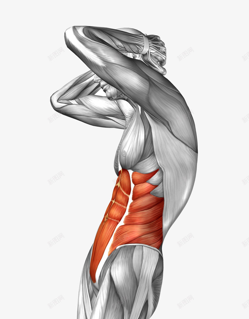 身体模型png免抠素材_新图网 https://ixintu.com 3d模型 医疗 男性人体肌肉组织 科技 腰部