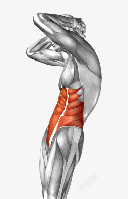 人体肌肉组织身体模型高清图片