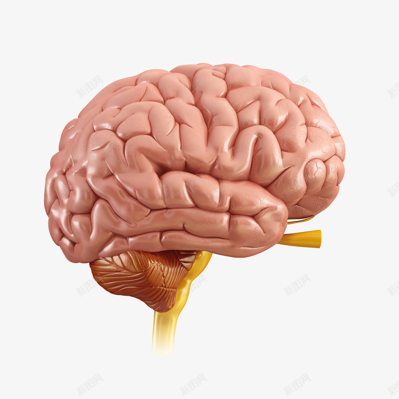 神经系统3D立体插画png免抠素材_新图网 https://ixintu.com 中枢神经系统 人体器官 健康 卫生保健 器官 大脑 生物学 神经系统3D立体插画