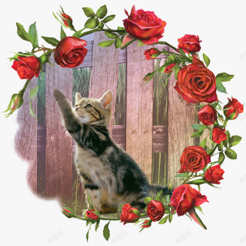 抓玫瑰的小猫咪png免抠素材_新图网 https://ixintu.com 动物 叶子 小猫 猫咪 玫瑰 花朵