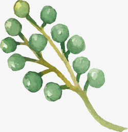 花生植物彩绘插画植物插画高清图片