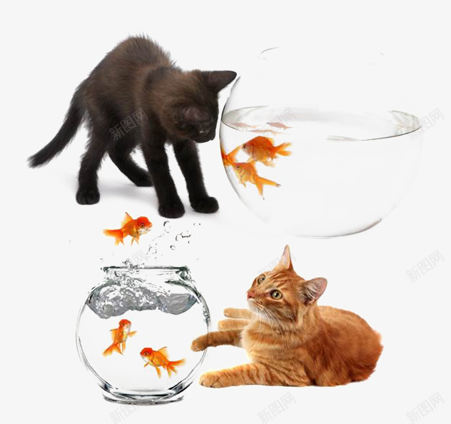 小猫戏耍鱼缸里的小鱼png免抠素材_新图网 https://ixintu.com 小猫 水缸 玩耍 金鱼 鱼缸