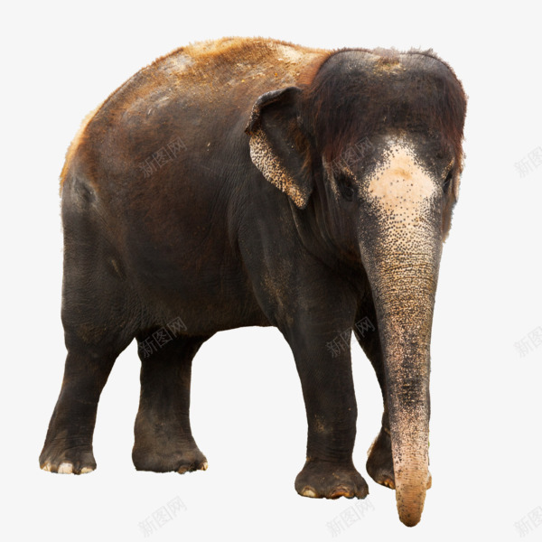 颜色斑驳的非洲森林象png免抠素材_新图网 https://ixintu.com 动物素材 小象 褐色 非洲森林象素材 颜色斑驳