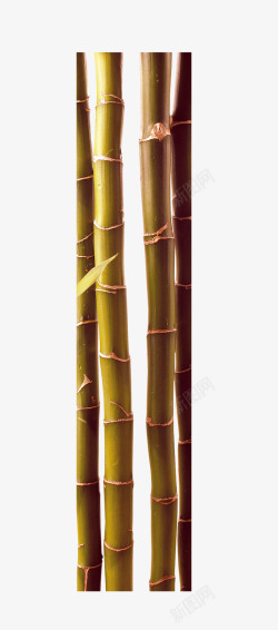 唯美中国风竹子素材