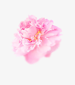 牡丹花瓣粉红色浪漫花团元素高清图片