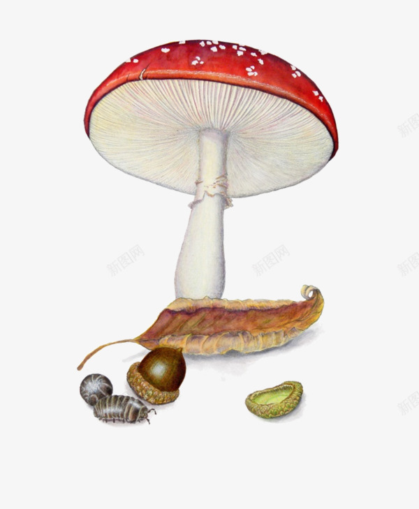 森林植物蘑菇png免抠素材_新图网 https://ixintu.com 昆虫 松果 红色蘑菇 装饰PNG