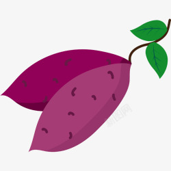农作物紫薯卡通两个新鲜红薯插画高清图片