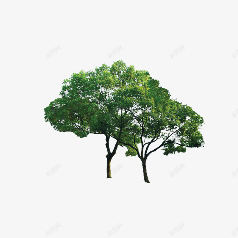 植物树森林树叶png免抠素材_新图网 https://ixintu.com 树 树叶 森林 植物