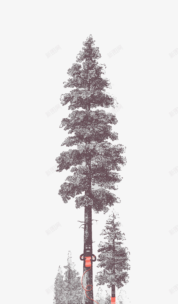 素描冬天的松树png免抠素材_新图网 https://ixintu.com 冬天的松树 坚韧不拔的松树 素描松树