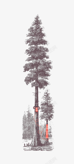 坚韧不拔素描冬天的松树高清图片