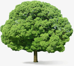 森林素材大树高清图片