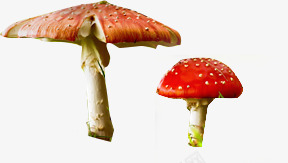 摄影颜色鲜艳的蘑菇png免抠素材_新图网 https://ixintu.com 摄影 蘑菇 颜色 鲜艳