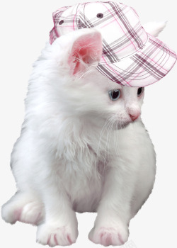 戴帽子的小猫素材