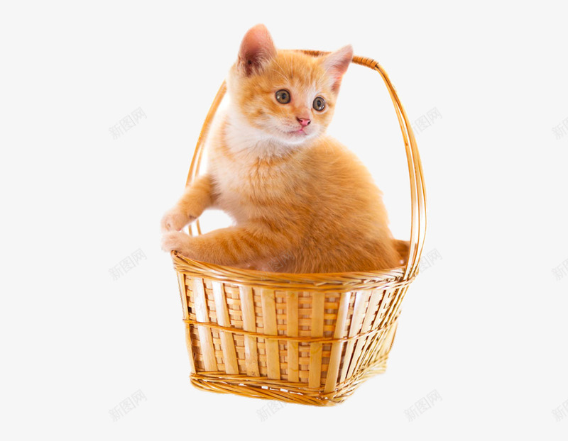 竹篮中的小猫咪png免抠素材_新图网 https://ixintu.com 动物 猫咪 竹篮 篮子