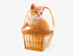 竹篮中的小猫咪素材