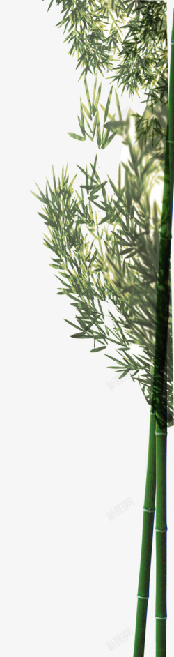 高洁正直茂盛的竹子高清图片