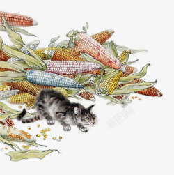 秋季水彩画卡通水彩画玉米高清图片