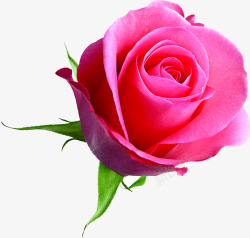 粉色玫瑰花七夕情人节素材