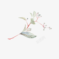 花叶子插画素材