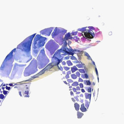 水彩海龟海龟高清图片