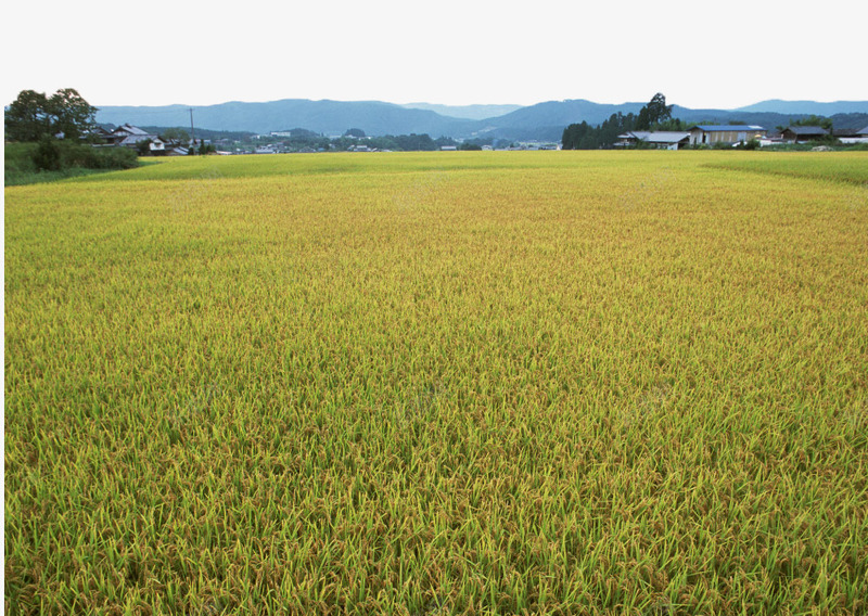 青黄交接的稻田png免抠素材_新图网 https://ixintu.com 农业 农作物 小麦 植物 禾苗 秋季 稻田 稻谷 绿色 自然