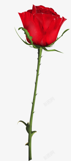 婚礼红玫瑰一支红色玫瑰高清图片