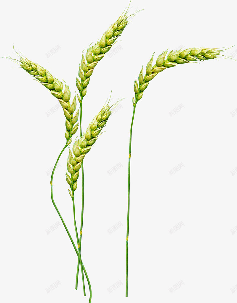 成长中的麦穗抠图png免抠素材_新图网 https://ixintu.com 免抠图 抠图 插画 粮食 绿色的麦穗 装饰画 麦穗