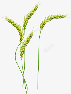 成长中的麦穗抠图素材