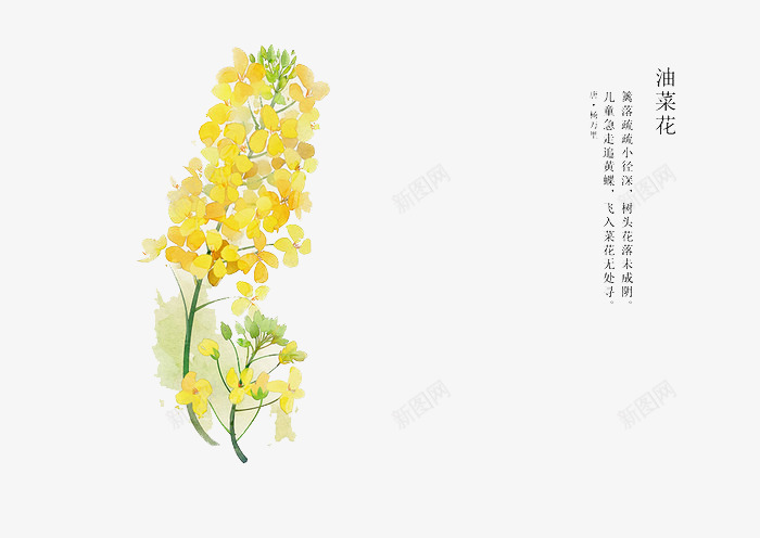 手绘花卉png免抠素材_新图网 https://ixintu.com 卡通 手绘 手绘插画 手绘素材 插画 油菜花