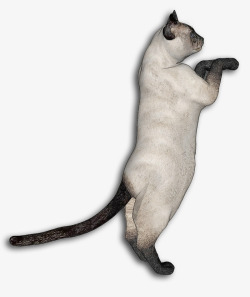 跳跃猫咪跳跃猫咪高清图片