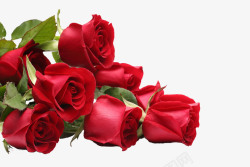 红玫瑰花束装饰玫瑰花束高清图片