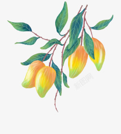 芒果果实和果肉摄影卡通手绘多彩芒果高清图片