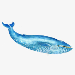 海洋大型手绘一只蓝色可爱的座头鲸插画P高清图片