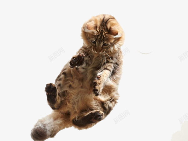 实拍可爱的小猫png免抠素材_新图网 https://ixintu.com 动物 宠物猫咪 猫 猫咪