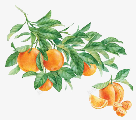 手绘橙子png免抠素材_新图网 https://ixintu.com 卡通 手绘 手绘橙子 插画 文艺 植物 水果 清新