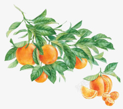 橙子清新色彩水果手绘橙子高清图片