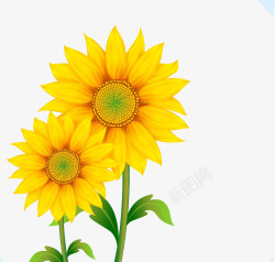 种子植物插画向日葵高清图片