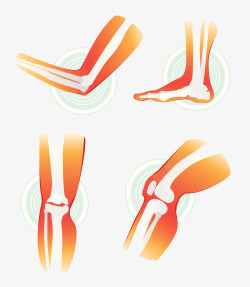 膝盖骨人体关节插画高清图片