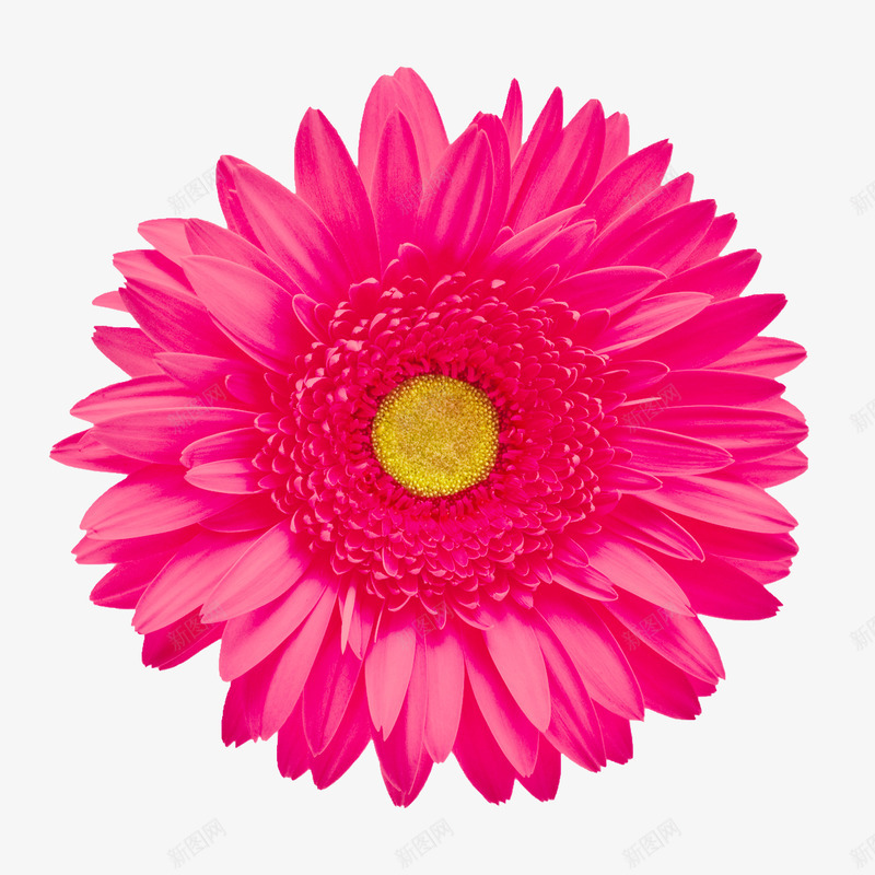 抽象鲜花花卉图案png免抠素材_新图网 https://ixintu.com 庆典花卉 抽象鲜花图片 花卉图案 花朵 花朵海报背景 鲜花相框素材