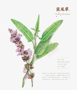 鼠尾花手绘花卉高清图片