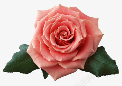 粉色茶朵粉色玫瑰花朵高清图片