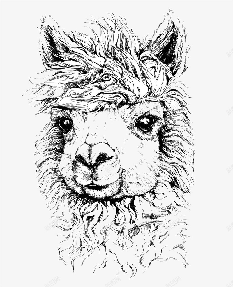 羊驼插画png免抠素材_新图网 https://ixintu.com 刺青花纹 动物纹身图案 卡通羊驼