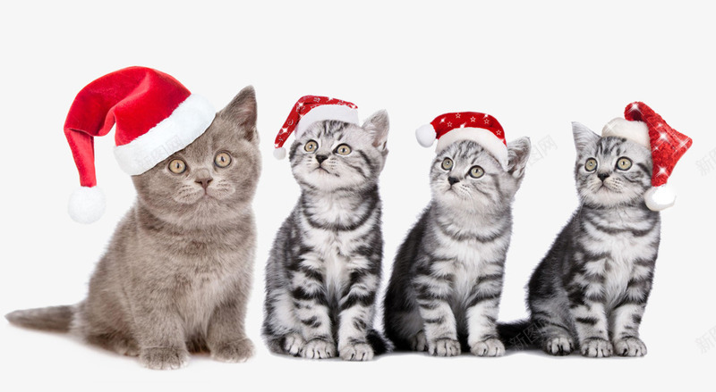 带着帽子的猫咪png免抠素材_新图网 https://ixintu.com 创意 圣诞帽 小猫带着圣诞帽