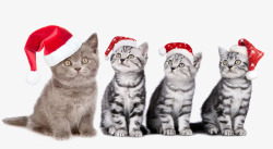 带着圣诞帽的一家人带着帽子的猫咪高清图片